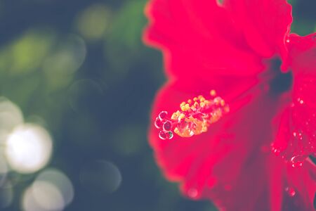 The hibiscus flower close upの写真素材