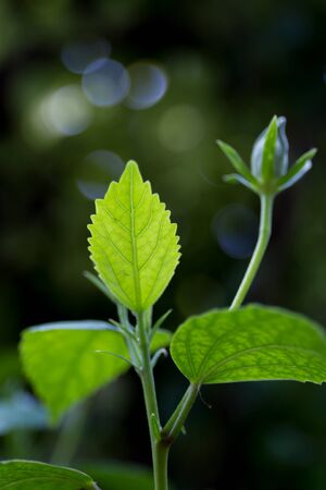 Chaba leaf in bokeh background.の写真素材