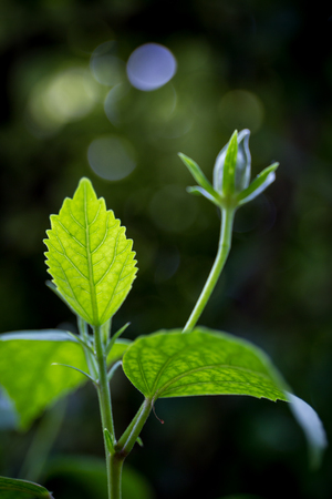 Chaba leaf in bokeh background.Vintage filteredの写真素材