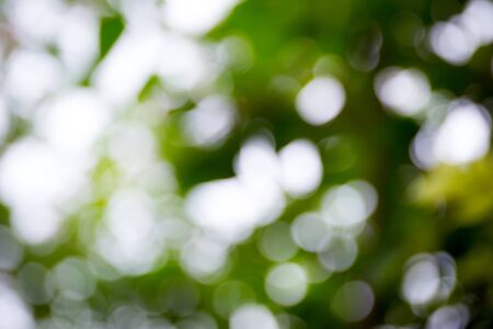 Blur image of bokeh from tree background.の写真素材