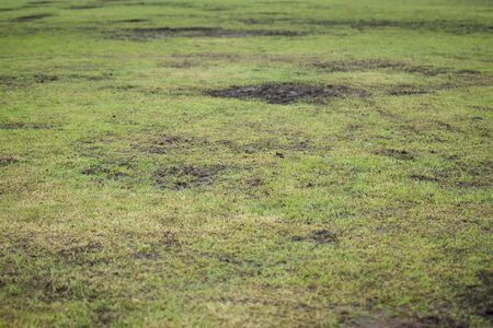 Grass field background.の写真素材