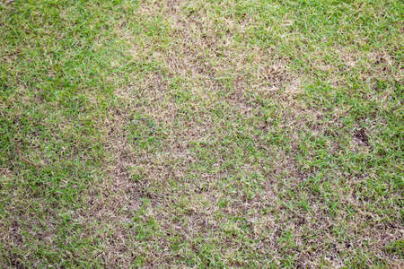 Image of grass field background.の写真素材