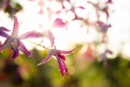 Orchid in sun shine background.の写真素材