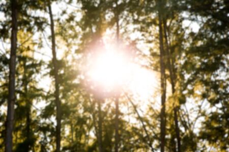 Blur image of pine forest and sunshine lighting background.の写真素材