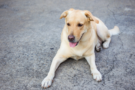 Labrador face close up.の写真素材
