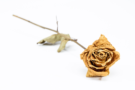 Dry rose isolate close up.の写真素材