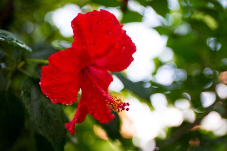 Flowerの写真素材