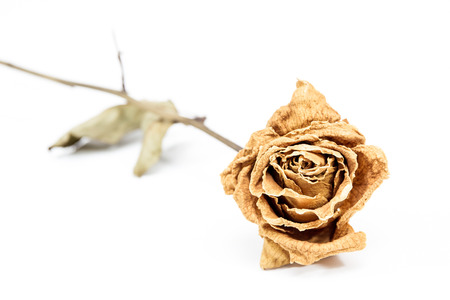 Dry rose isolate close up.の写真素材