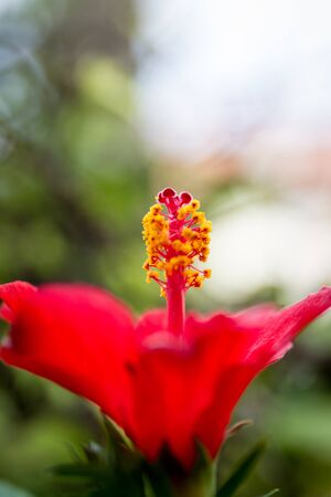 The hibiscus flower close upの写真素材