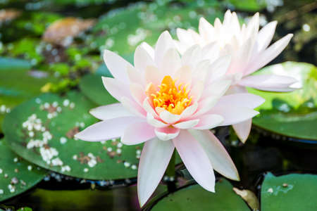 Beautiful lotus in lake close up.の写真素材