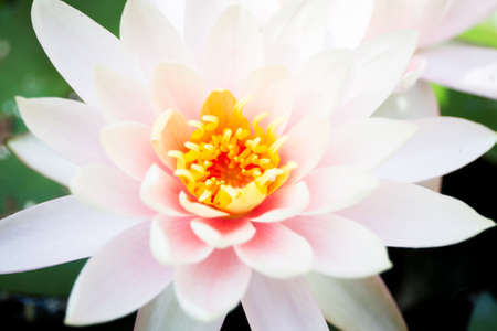 Beautiful lotus in lake close up.の写真素材