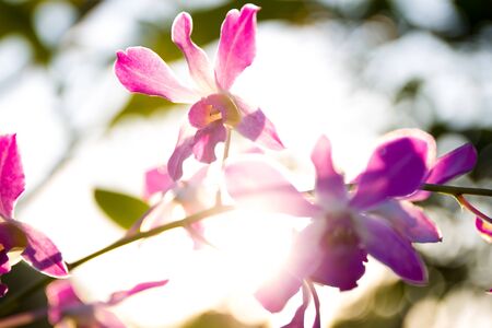 Orchid in sun shine background.の写真素材