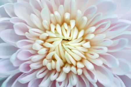 Chrysanthemum flower close up in white background.の写真素材