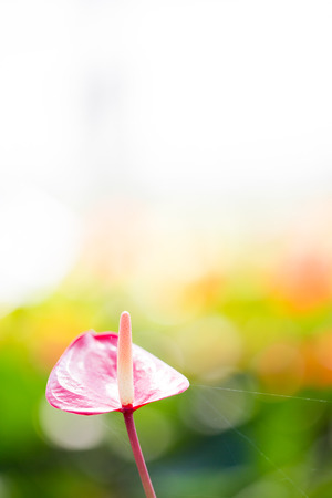 Beautiful spadix in garden close up.の写真素材