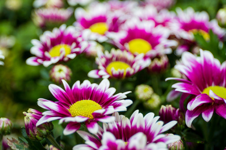 Beautiful flowers garden close up background.の写真素材