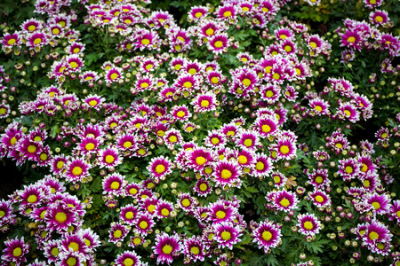 Beautiful flowers garden close up background.の写真素材