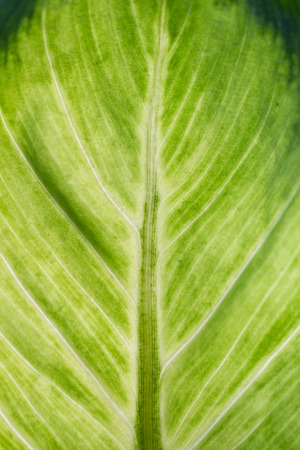 Image of aglaonema leaf close up background.の写真素材