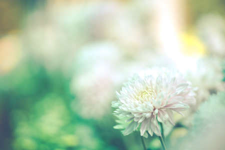 Chrysanthemum flower close up in white background. (Processed in vintage colour tone)の写真素材