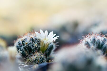Image of cactus flower in pod close up.の写真素材