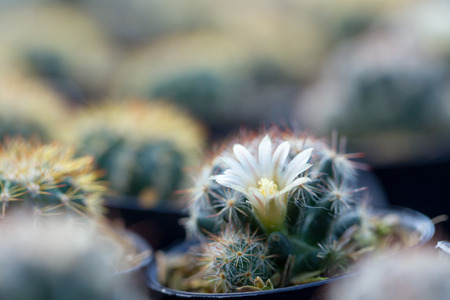 Image of cactus flower in pod close up.の写真素材