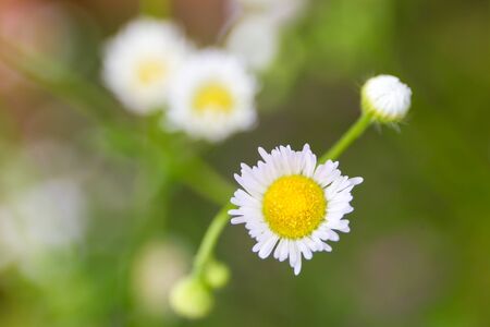 Wild grass flower close up.の写真素材