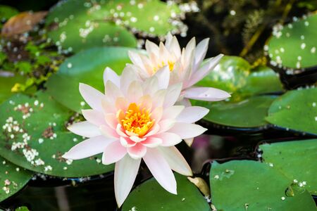 Beautiful lotus in lake close up.の写真素材