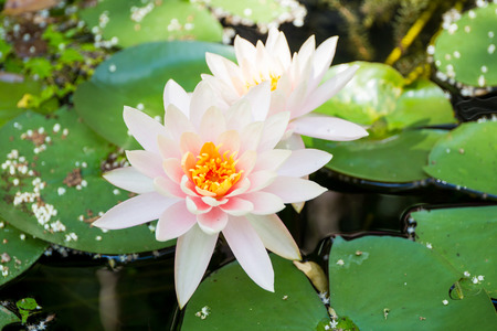 Beautiful lotus in lake close up.の写真素材