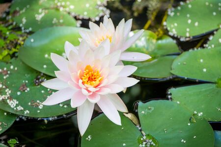 Beautiful lotus in lake close up.の写真素材