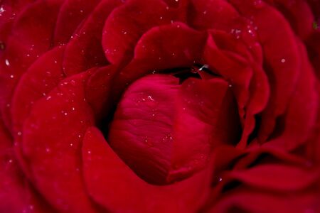 Beautiful red rose close up.の写真素材