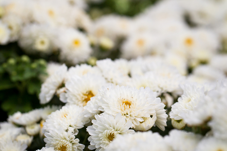 Beautiful white chrysanthemums close up background.の写真素材