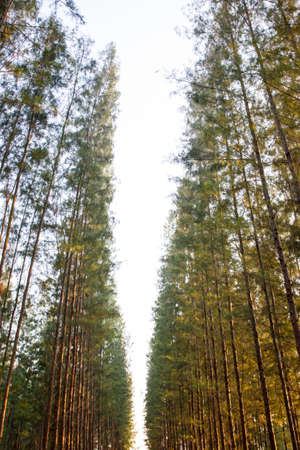Pine forestの写真素材