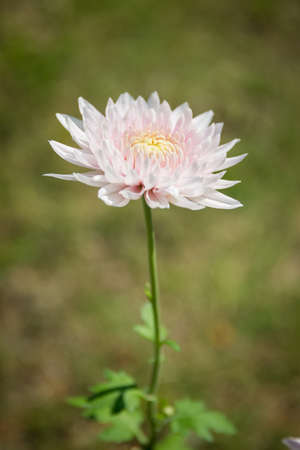 Beautiful chrysanthemums close up background.の写真素材