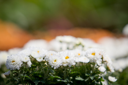 Beautiful chrysanthemums close up background.の写真素材