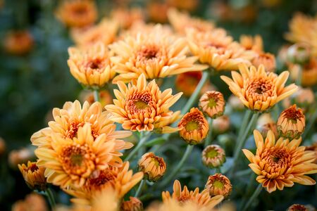 Image of Thai chrysanthemum close up.の写真素材
