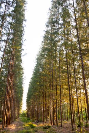 Landscape of pine forest in sunset sky.の写真素材