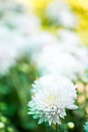 Chrysanthemum flower close up in white background.の写真素材