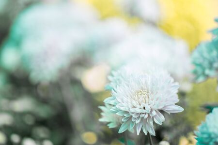 Chrysanthemum flower close up in white background. (Processed in vintage colour tone)の写真素材