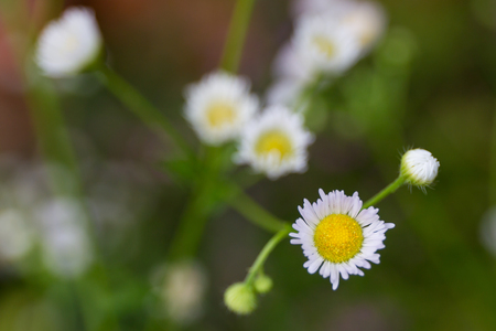 Wild grass flower close up.の写真素材