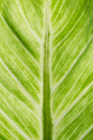 Image of aglaonema leaf close up background.の写真素材