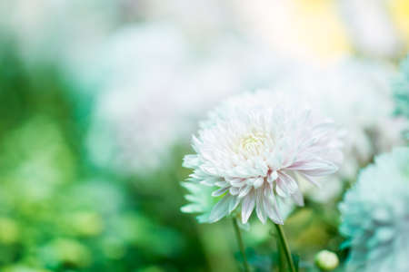 Chrysanthemum flower close up in white background.の写真素材