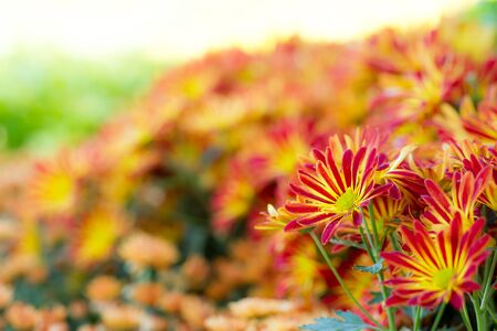Image of Thai chrysanthemum close up.の写真素材