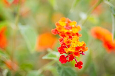 Wild orange flowers in Thailand close up.の写真素材