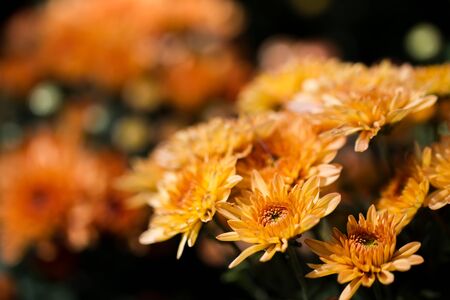 Image of Thai chrysanthemum close up.の写真素材