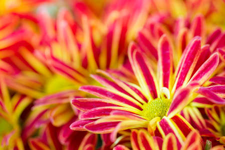 Image of Thai chrysanthemum close up.の写真素材