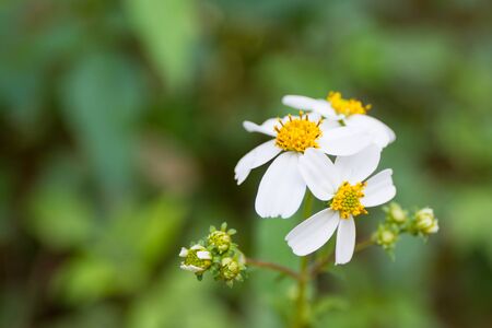Flowersの写真素材