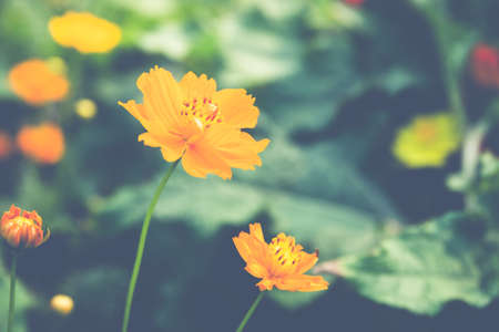Yellow cosmos flowers close up. (Processed in vintage colout tone)の写真素材
