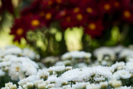 Beautiful chrysanthemums close up background.の写真素材