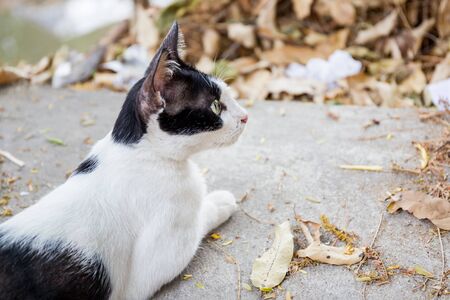 Stray cat looing for something.の写真素材
