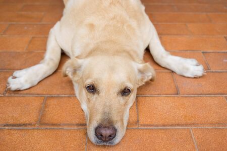 Portrait of Labrador laying on the floor close up.の写真素材