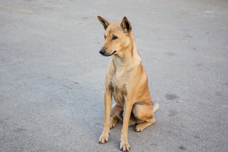 Stray dog on the road waiting for something.の写真素材